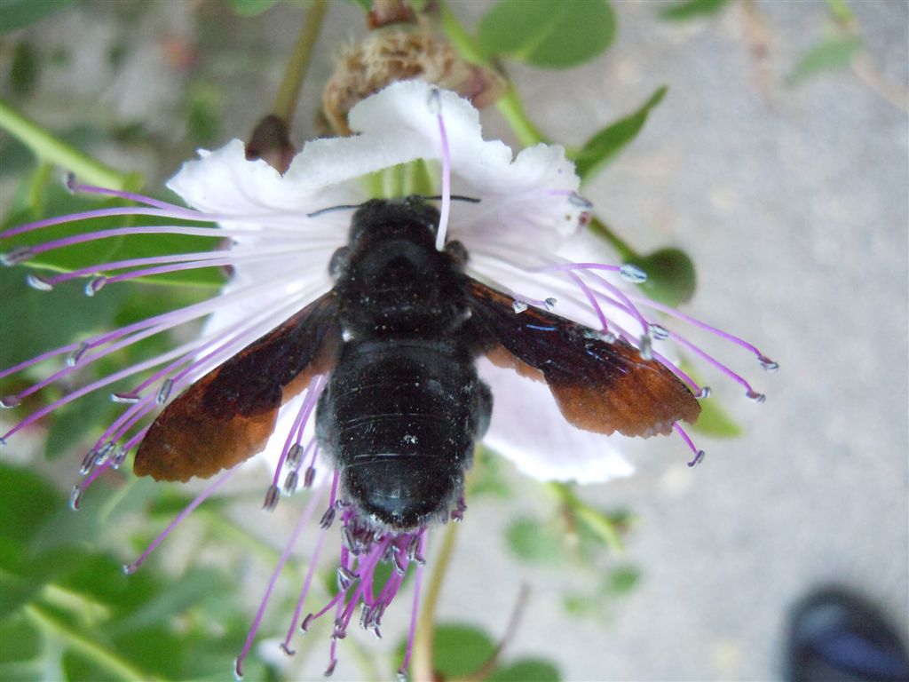 Xylocopa violacea su cappero